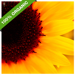 SUNFLOWER OIL (HOLLAND) - COLD PRESSED (REFINED) - 100% PURE ORGANIC OIL