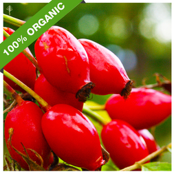 ROSEHIP OIL (CHILE) - ROSA CANINA - COLD PRESSED (VIRGIN) - 100% PURE ORGANIC OIL 