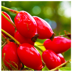 ROSEHIP OIL (CHILE) - ROSA CANINA - COLD PRESSED (REFINED) - 100% PURE OIL