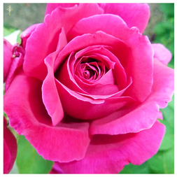 ROSE ABSOLUTE OIL (BULGARIA) - 100% PURE ESSENTIAL OIL (SOLV. EXTRACTED) - AROMATHERAPY GRADE -  (ROSA DAMASCENA.MILLER)