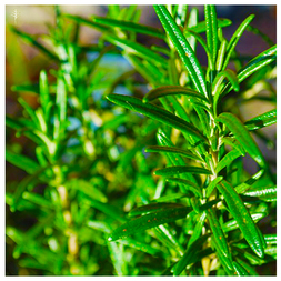 ROSEMARY CINEOLE OIL (SPAIN) - 100% PURE ESSENTIAL OIL (STEAM DISTILLED) - AROMATHERAPY GRADE - (ROSMARINUS OFFICINALIS)