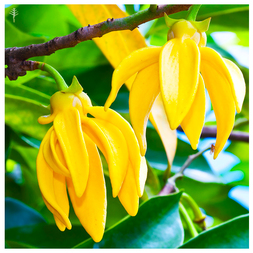 YLANG YLANG 1ST GRADE OIL (MADAGASCAR) - 100% PURE ESSENTIAL OIL (STEAM DISTILLED) - AROMATHERAPY GRADE​ - (CANANGA ODORATA)