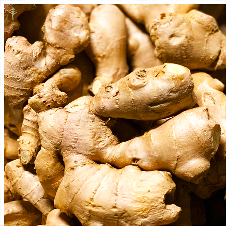 GINGER OIL (DRIED ROOT) (INDIA) - 100% PURE ESSENTIAL OIL (STEAM DISTILLED) - AROMATHERAPY GRADE - (ZINGIBER OFFICINALE)