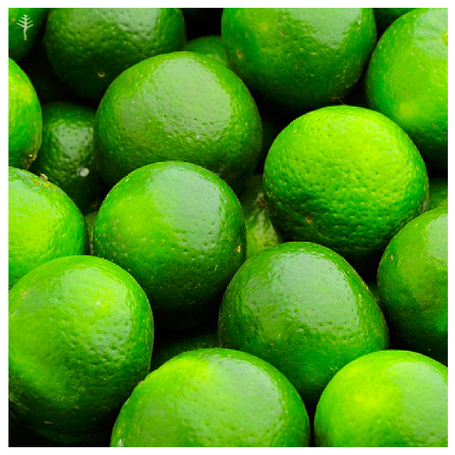 LIME WEST INDIAN OIL (MEXICO) - 100% PURE ESSENTIAL OIL (STEAM DISTILLED) - AROMATHERAPY GRADE - (CITRUS AURANTIIFOLIA)