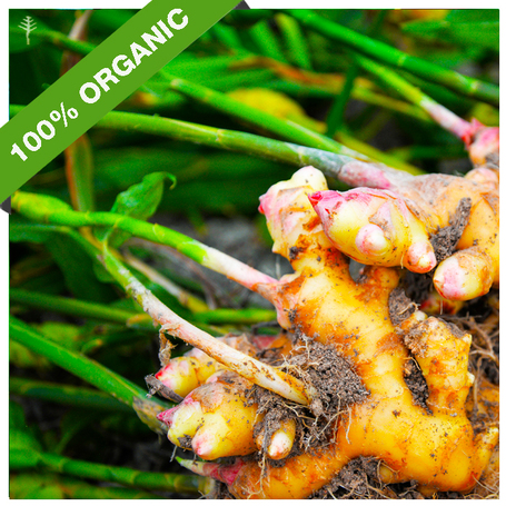 GINGER OIL CO2 ORGANIC (FRESH ROOT) (INDONESIA) - 100% ORGANIC EXTRACT (CO2 EXTRACTED) - AROMATHERAPY GRADE - (ZINGIBER OFFICINALE)