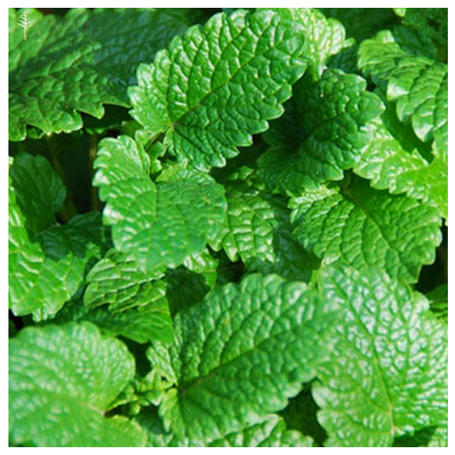 PEPPERMINT ARVENSIS OIL (INDIA) - 100% PURE ESSENTIAL OIL (STEAM DISTILLED) - AROMATHERAPY GRADE - (MENTHA ARVENSIS)